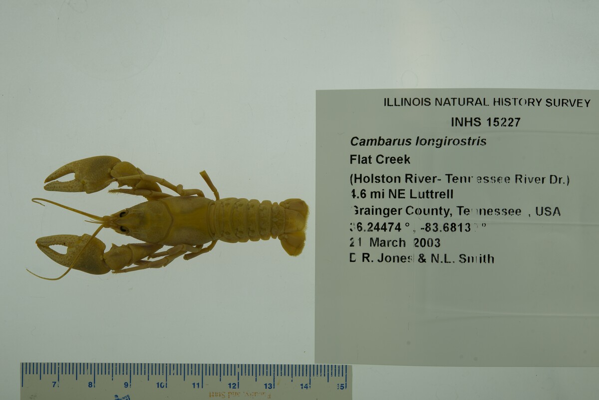 Cambarus longirostris image